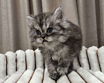 Кошки в Москве: Серебристый Персидский котик Хайленд  Мальчик, 30 000 руб. - фото 1