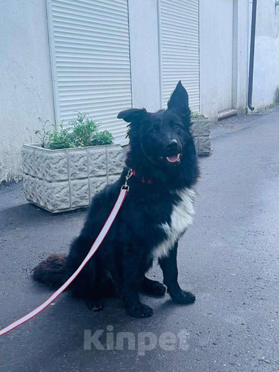 Собаки в Красногорске: Годовалый бордер-колли Маркуша в добрые руки Мальчик, 1 руб. - фото 4