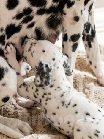 Собаки в Иркутске: Щенок далматина (девочка) Девочка, 35 000 руб. - фото 3