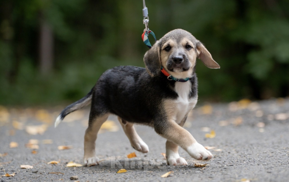 Собаки в Москве: 🐶 Рокки в поисках своих МамПап! 🐶 Мальчик, Бесплатно - фото 6