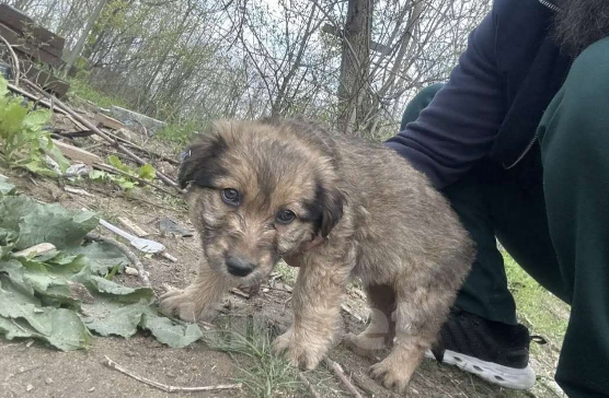 Собаки в Ростове-на-Дону: Щенок девочка Девочка, Бесплатно - фото 1