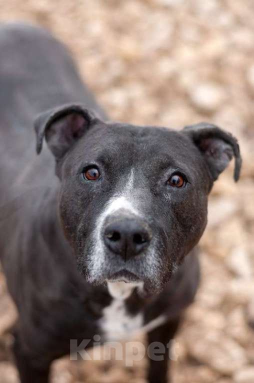 Собаки в Москве: Американский стаффордширский терьер Парс в приюте в дар Мальчик, 1 руб. - фото 3