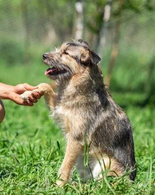 Собаки в Москве: Сонечка в поисках дома Девочка, Бесплатно - фото 5