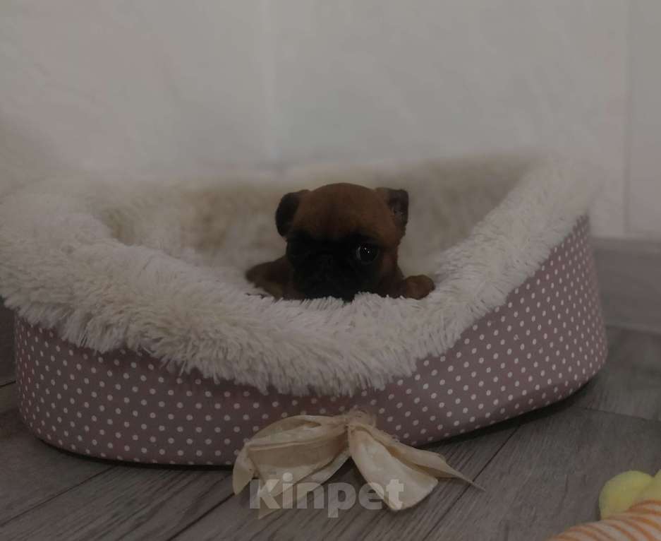 Собаки в Москве: Девочка брабансон Девочка, 50 000 руб. - фото 2