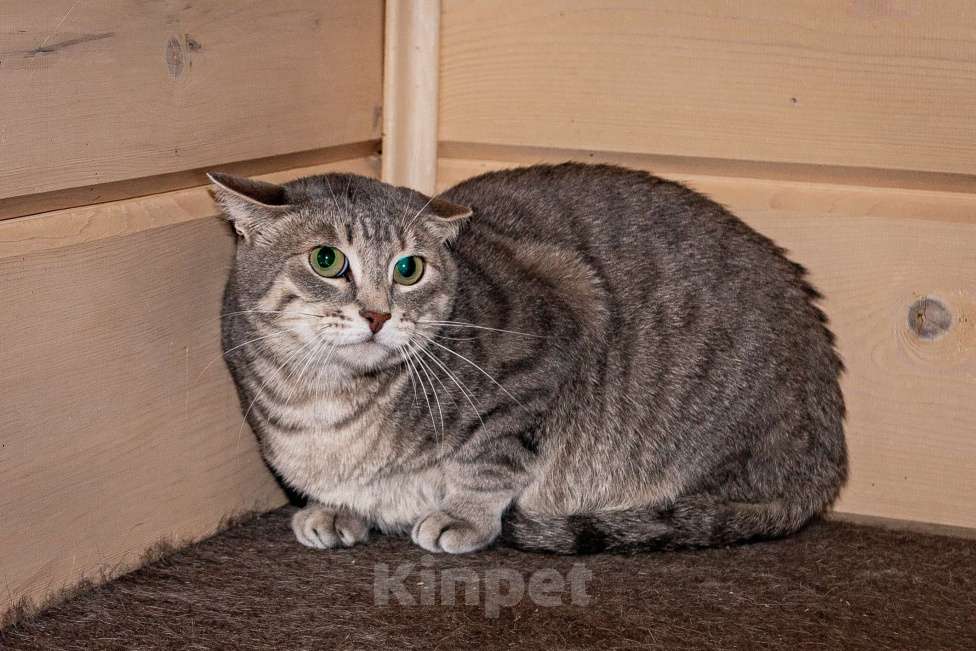 Кошки в Москве: Кошечка Моня ищет дом Девочка, Бесплатно - фото 5