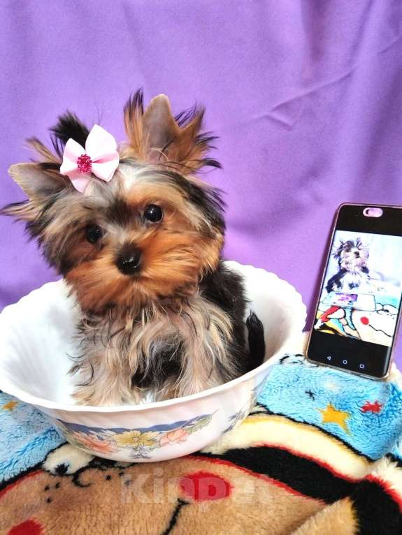 Собаки в Москве: Йоркширский терьер мини девочка Девочка, 80 000 руб. - фото 5