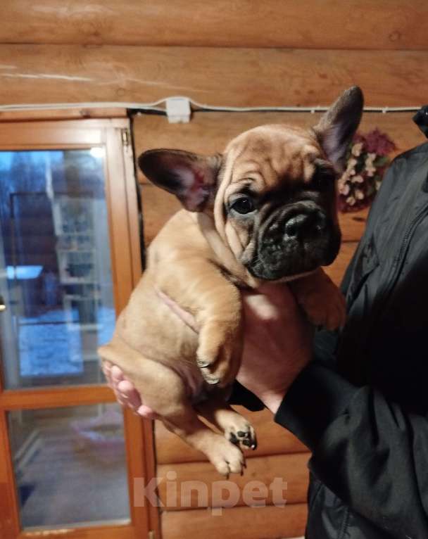 Собаки в Москве: Французский бульдог  Мальчик, 40 000 руб. - фото 3