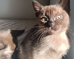 Кошки в Ростове-на-Дону: Котята европейской Бурмы  Девочка, 70 000 руб. - фото 2