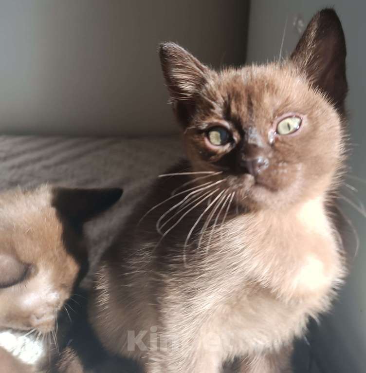 Кошки в Ростове-на-Дону: Котята европейской Бурмы  Девочка, 70 000 руб. - фото 2