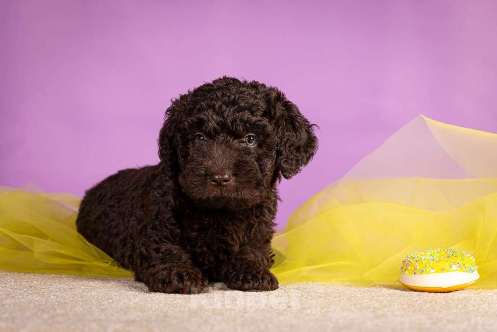 Собаки в Москве: ESMIRON Мальчик, 150 000 руб. - фото 5