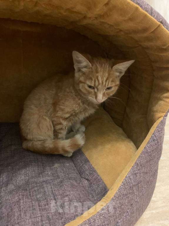 Кошки в Нижнем Новгороде: Котик в добрые руки  Мальчик, Бесплатно - фото 3