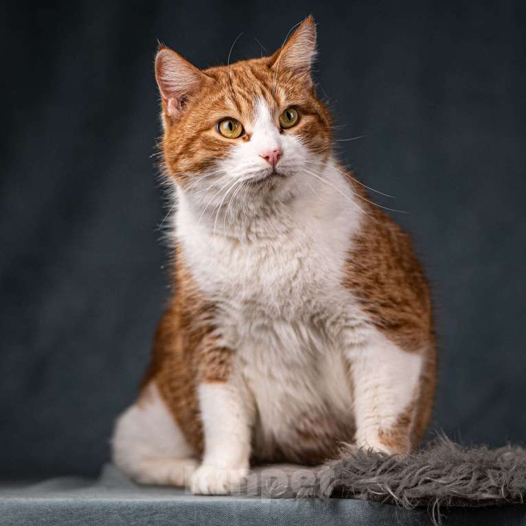 Кошки в Клине: Бегемот — хитрюшный кот Мальчик, Бесплатно - фото 6