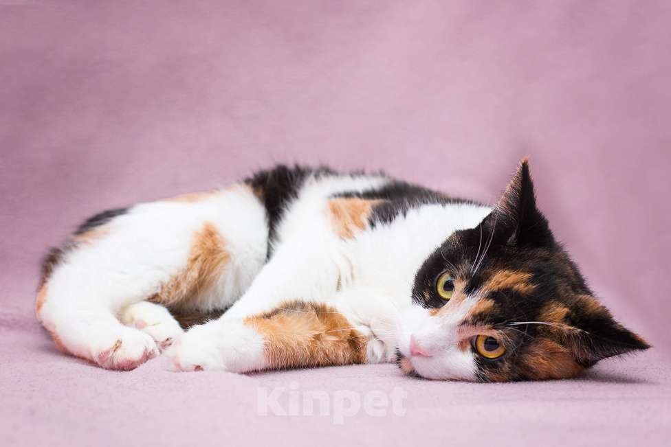 Кошки в Москве: Кошка Шпунька в добрые руки Девочка, Бесплатно - фото 4