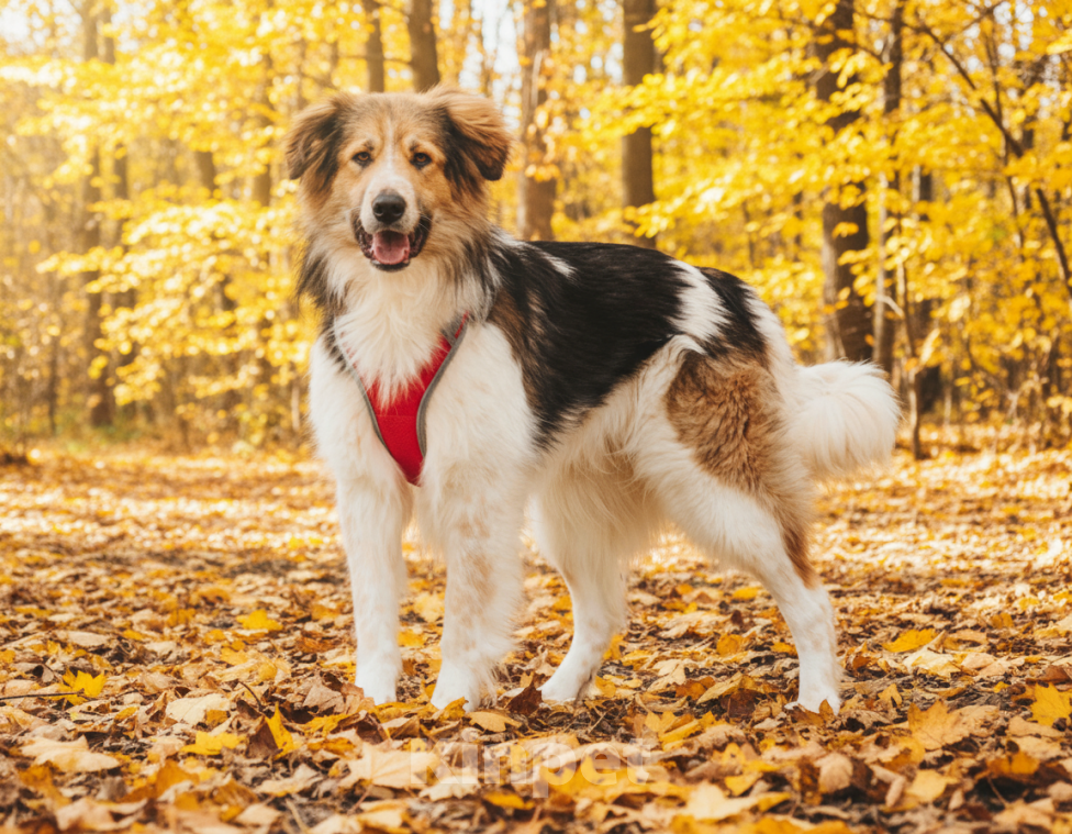 Собаки в Москве: Дюша - метис бордер-колли из приюта в добрые руки Мальчик, Бесплатно - фото 2