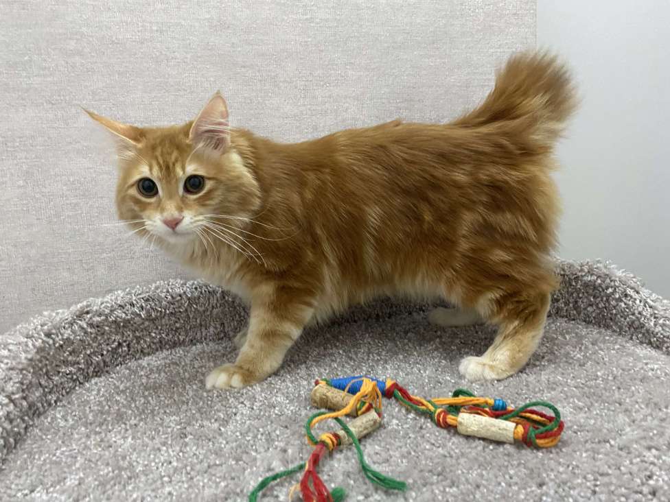 Кошки в Томске: Курильский персик )) Мальчик, 40 000 руб. - фото 3