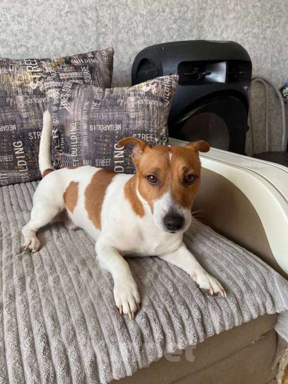 Собаки в других городах Крыма: Продам щенят Джек-Рассел-Терьер Девочка, 10 000 руб. - фото 4