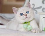 Кошки в Владивостоке: Британский котенок. Золотой поинт Мальчик, 130 000 руб. - фото 4