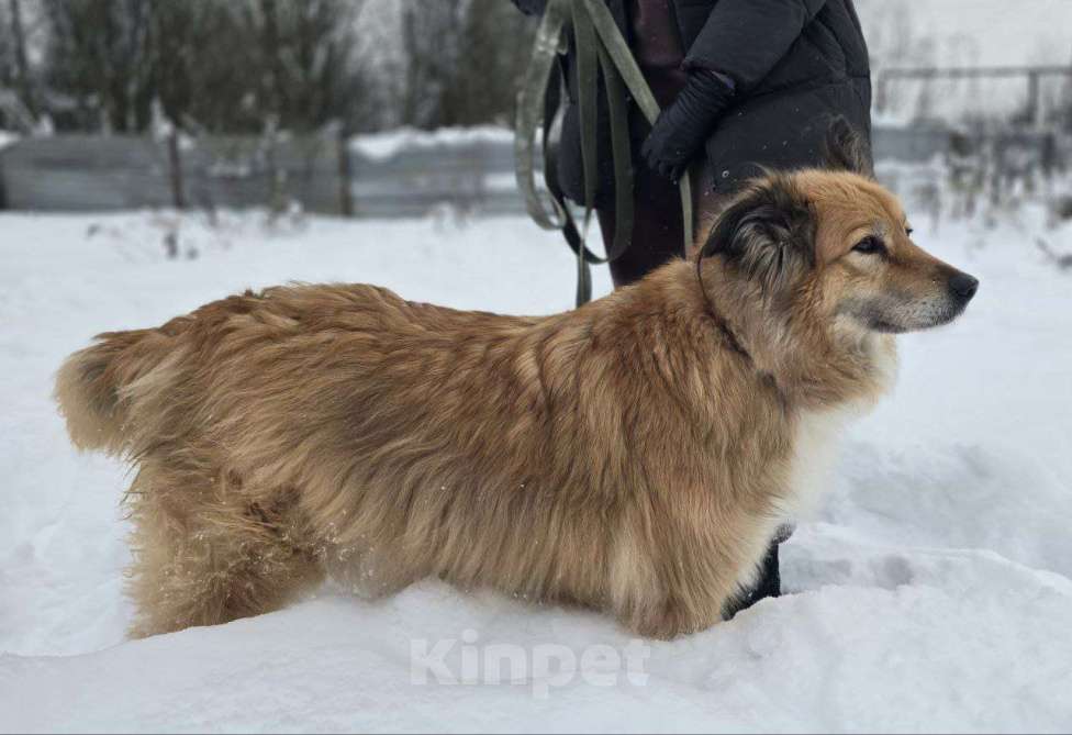 Собаки в Королеве: Пушистая и умная Лесси ищет дом Девочка, Бесплатно - фото 3