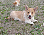 Собаки в Печоре: щенки Вельш корги пемброк Мальчик, 50 000 руб. - фото 4