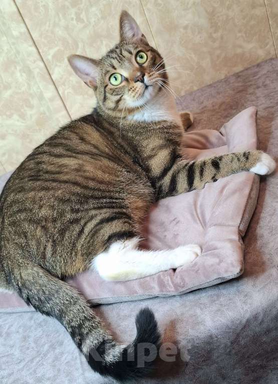 Кошки в Москве: Крупный котик-подросток в добрые руки  Мальчик, Бесплатно - фото 6