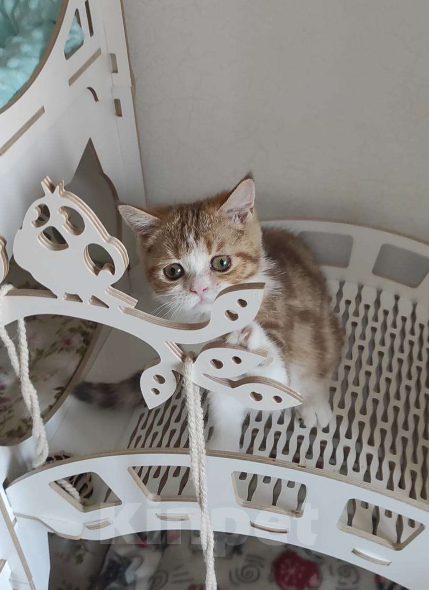 Кошки в Москве: Шотландская короткошерстная девочка Девочка, 25 000 руб. - фото 6