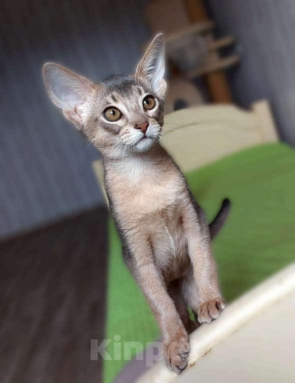 Кошки в Москве: Абиссинская девочка Девочка, 70 000 руб. - фото 6