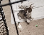 Кошки в Сочи: Отдам добрые руки котенка мальчика Мальчик, Бесплатно - фото 1