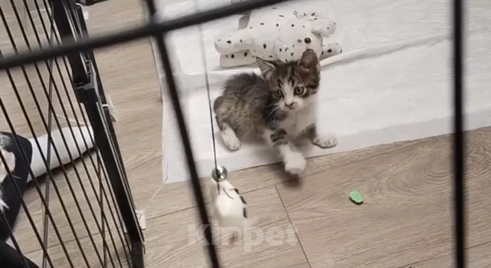 Кошки в Сочи: Отдам добрые руки котенка мальчика Мальчик, Бесплатно - фото 1
