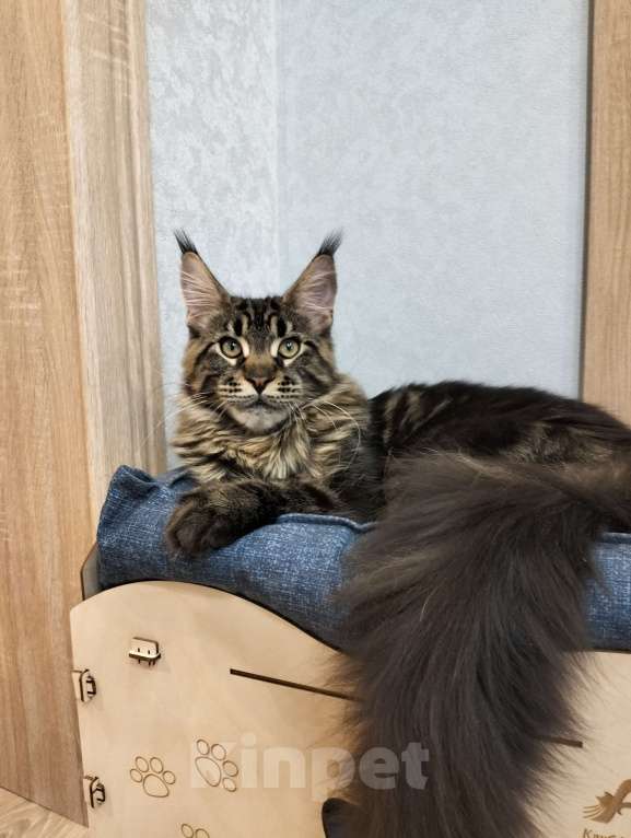 Кошки в Сергиеве Посаде: Котёнок мейн кун Мальчик, 45 000 руб. - фото 2