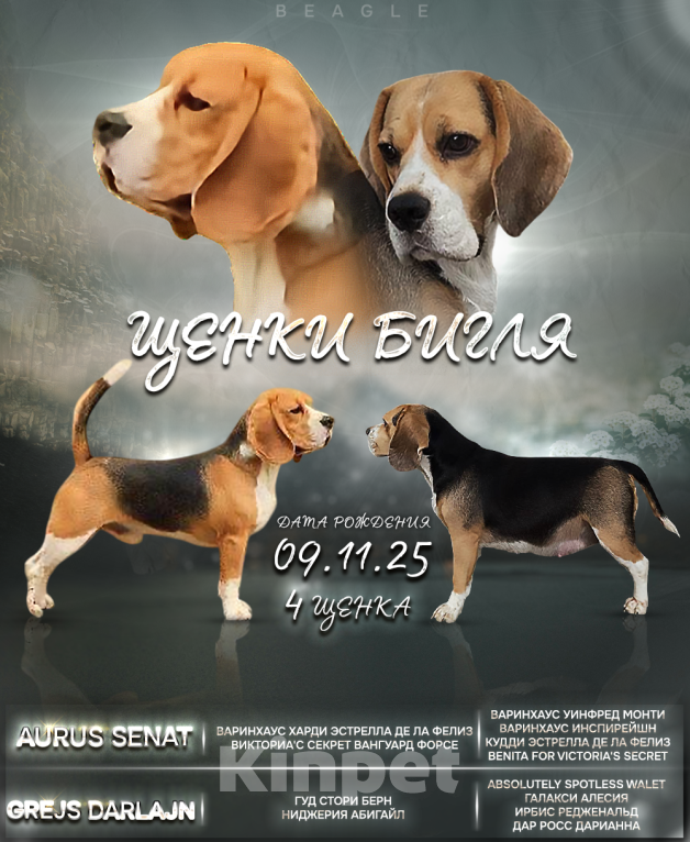 Собаки в других городах Крыма: Щенок  Мальчик, Бесплатно - фото 1