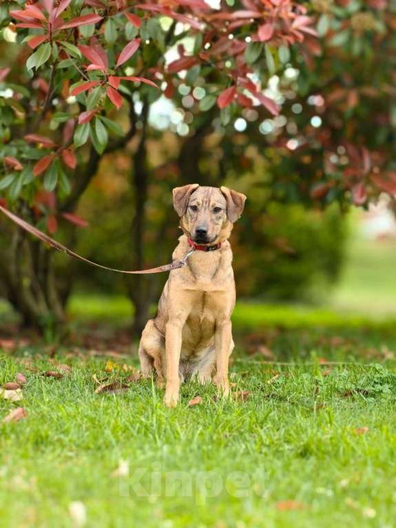 Собаки в Чехове: Алиса - идеальная собака для квартиры Девочка, Бесплатно - фото 6