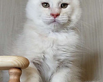 Кошки в Перми: Котята мейн-кун Мальчик, 25 000 руб. - фото 5