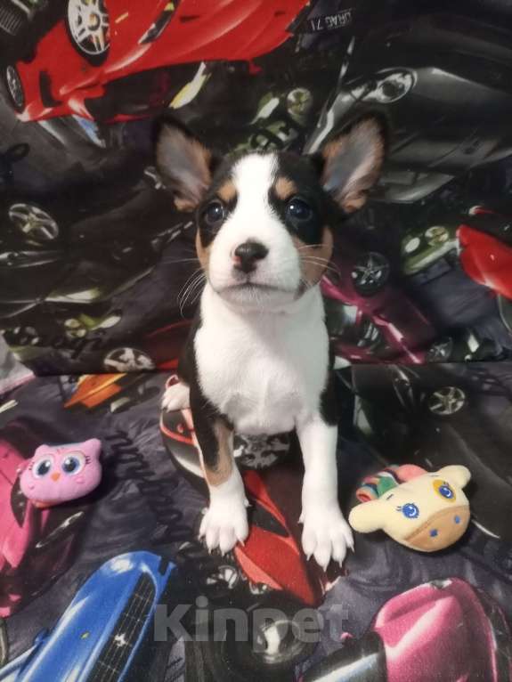 Собаки в Череповце: Щенки басенджи 15.01.2026г. Мальчик, 50 000 руб. - фото 5