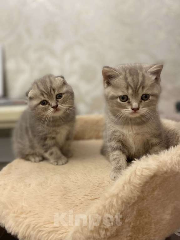 Кошки в Белгороде: Котята шотландцы  Мальчик, 10 000 руб. - фото 2