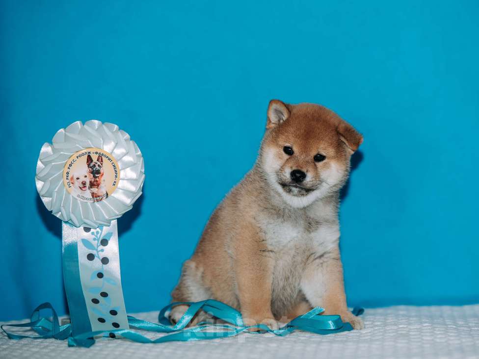 Собаки в Красноярске: Сиба-ину, щенок Мальчик, 60 000 руб. - фото 5