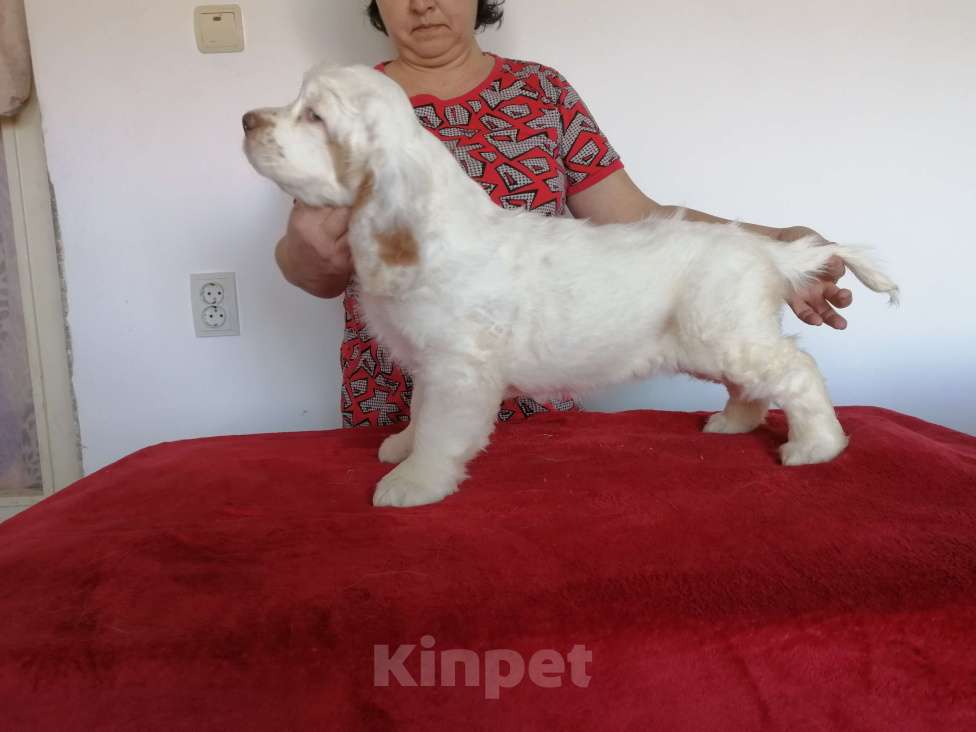 Собаки в Чите: Щенки кламбер спаниеля Разнополые, 50 000 руб. - фото 5