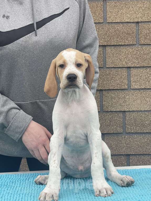 Собаки в Новосибирске: С-Атомик Мальчик, 50 000 руб. - фото 5