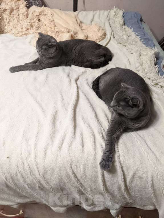 Кошки в Мытищах: Очаровательные серые Шотландцы Девочка, Бесплатно - фото 3