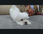 Собаки в Омске: Мальтийская болонка щенок Мальчик, 30 000 руб. - фото 2