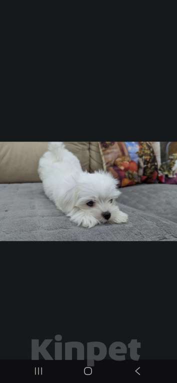 Собаки в Омске: Мальтийская болонка щенок Мальчик, 30 000 руб. - фото 2