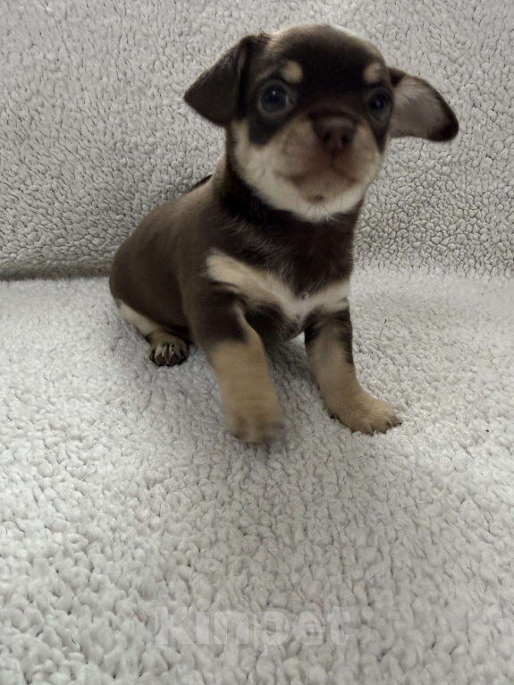 Собаки в других городах Московской области: Мальчик чихуахуа Генрих Мальчик, 50 000 руб. - фото 5