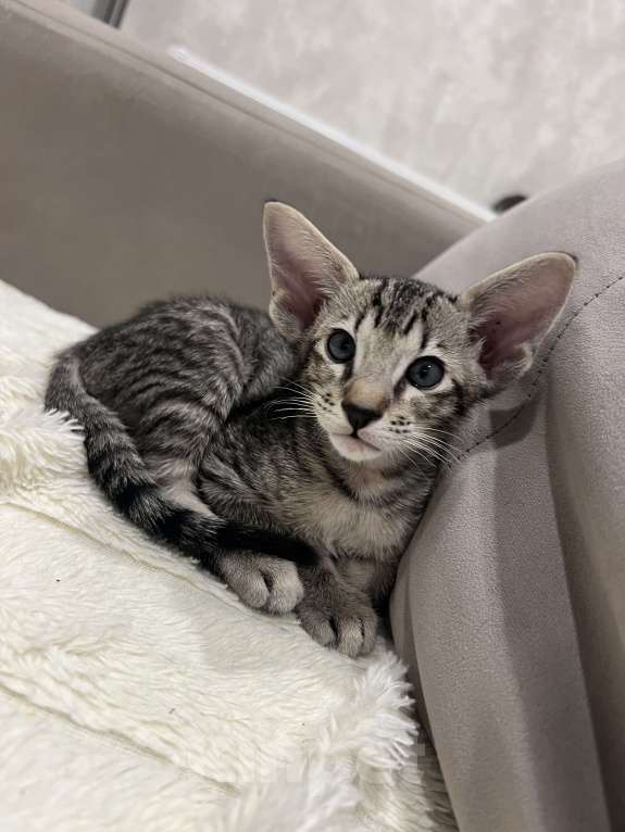 Кошки в Ростове-на-Дону: Ориентальный котёнок Мальчик, 25 000 руб. - фото 3