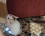 Кошки в Красноуфимске: Красотка 1.5 месяца Девочка, Бесплатно - фото 2