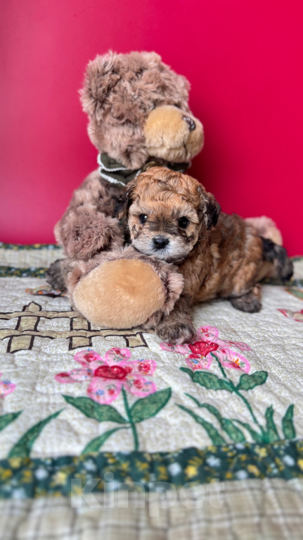 Собаки в Москве: Продается эксклюзивный щенок Тедди Пудель Мальчик, 200 000 руб. - фото 4