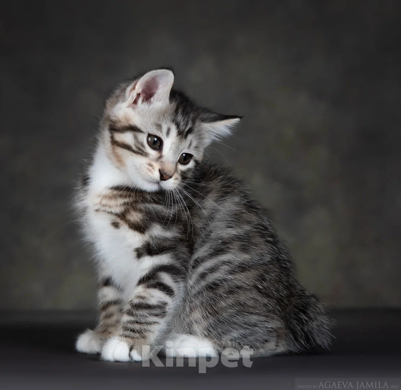 Кошки в других городах Московской области: Котик короткошерстный Мальчик, 50 000 руб. - фото 3