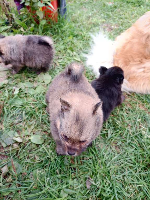 Собаки в Перми: Немецкий шпиц мини Девочка, 20 000 руб. - фото 6