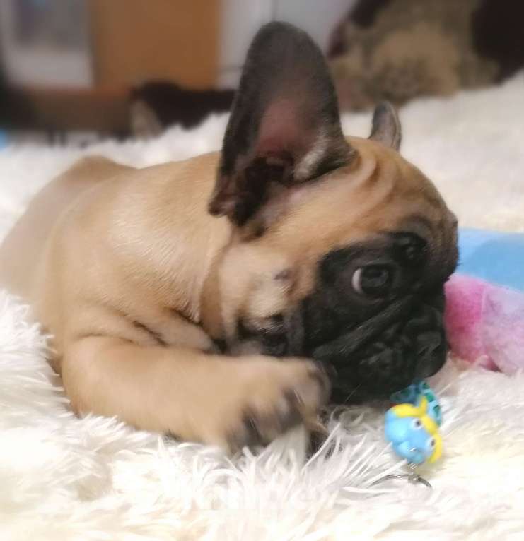 Собаки в Находке: Французский бульдог! Шикарная красотка! КВАДРО генетика!  Девочка, Бесплатно - фото 7