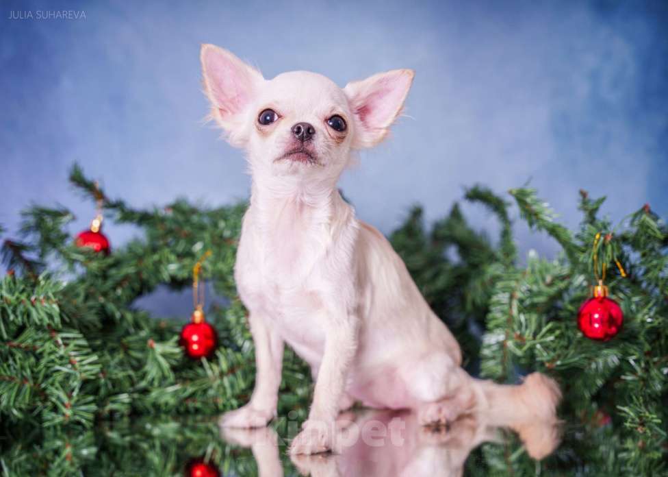 Собаки в Тольятти: Девочка чихуахуа подрощенная длинношерстная кремовая Девочка, 60 000 руб. - фото 2