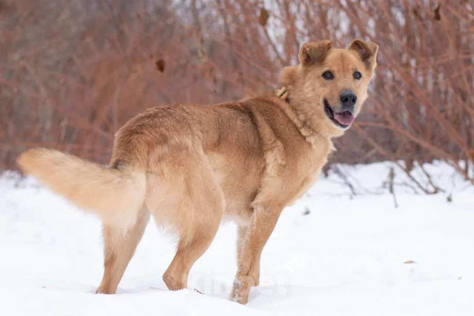 Собаки в Москве: Интеллигент Мартин в поисках любящей семьи, 6 лет Мальчик, 1 руб. - фото 3