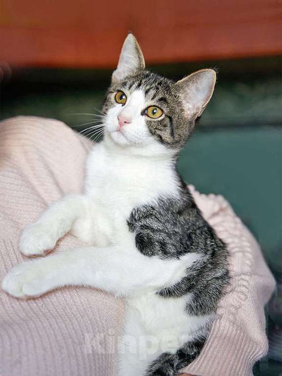 Кошки в Москве: Трогательный, нежный котенок-подросток Месси ищет дом Мальчик, Бесплатно - фото 1
